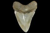 3.77" Fossil Megalodon Tooth - Polished Blade - #130710-2